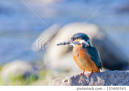 Kingfishers, the jewels of mountain streams Kingfishers, the jewels of mountain streams 133400343