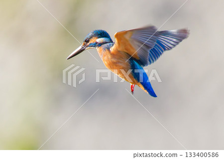 翠鳥高速拍動翅膀懸停 133400586