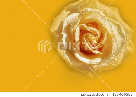 Peach rose with raindrops close-up on yellow background. Peach rose with raindrops close-up on yellow background. 133400595