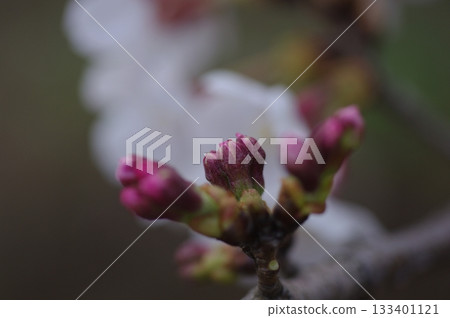 母親是江戶彼岸櫻,父親是日本栽培品種染井吉野2號大島櫻。 母親是江戶彼岸櫻,父親是日本栽培品種染井吉野2號大島櫻。 133401121