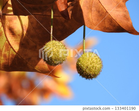 Fruit of the American sycamore (also known as sycamore) 133401190