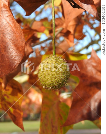 美國梧桐樹(又稱懸鈴木)的果實 美國梧桐樹(又稱懸鈴木)的果實 133401192