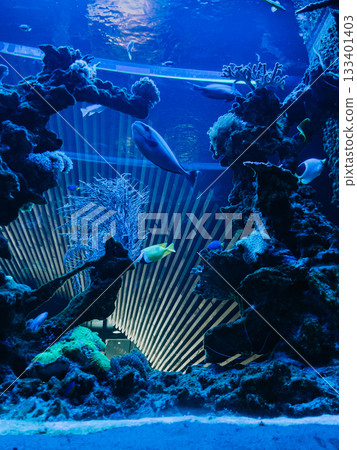 Large public aquarium featuring stunning coral reef, showcasing vibrant, colorful fish swimming gracefully through clear blue water and offering immersive underwater tunnel for visitors. Big aquarium 133401403