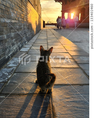 The back of a cat standing in the morning sun in Sarangkot, Nepal 133401460
