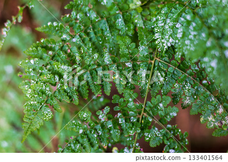 微距鏡頭下展現的蕨類植物葉脈與自然紋理 133401564