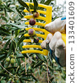An olive grower harvests ripe olives in autumn. Agriculture. 133401609