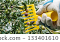An olive grower harvests ripe olives in autumn. Agriculture. 133401610