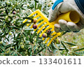 An olive grower harvests ripe olives in autumn. Agriculture. 133401611
