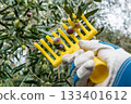An olive grower harvests ripe olives in autumn. Agriculture. 133401612