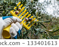 An olive grower harvests ripe olives in autumn. Agriculture. 133401613