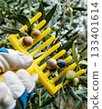 An olive grower harvests ripe olives in autumn. Agriculture. 133401614