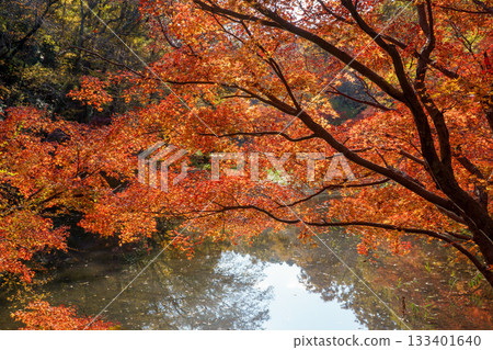 Autumn leaves fall Autumn leaves fall 133401640