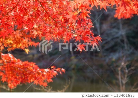 Autumn leaves fall Autumn leaves fall 133401653