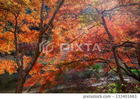 Autumn leaves fall 133401663