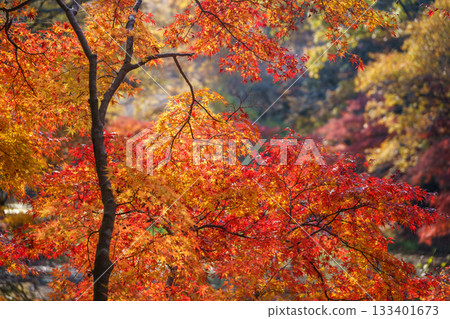 Autumn leaves fall 133401673