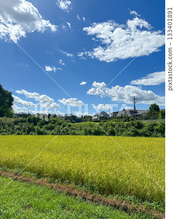 Midsummer rice fields beginning to ripen 133401891