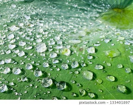 荷葉上掛著雨滴 荷葉上掛著雨滴 133401897