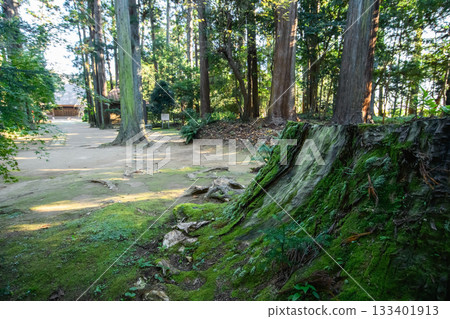 千葉縣飯高丹林，兩旁聳立著巨大的杉樹，清晨前往飯高寺的路上。 133401913