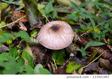 Wild mushrooms 133401967