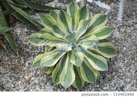 Variegated agave Variegated agave 133401999