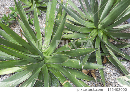 Agave leaf seen from above Agave leaf seen from above 133402000