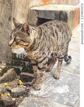 Profile of a cat standing in an alley in Bhaktapur, Nepal 133402014
