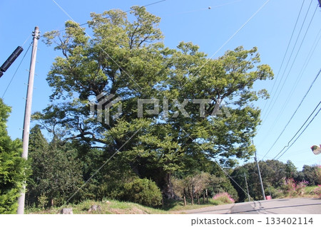 Kukoku Zelkova Kukoku Zelkova 133402114