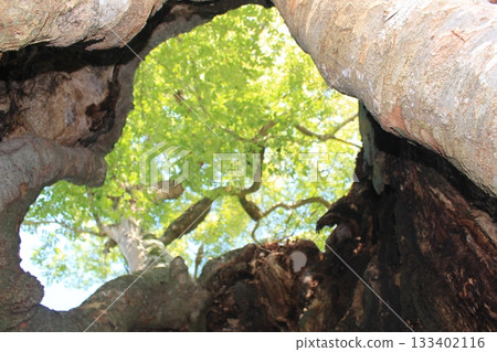 Kukoku Zelkova 133402116