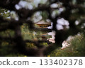 京都東寺清晨的燈光照亮了東寺 133402378