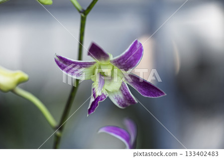 美麗的蘭花花 美麗的蘭花花 133402483