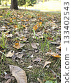 秋日風景：落葉滿地 133402543