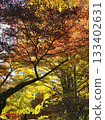 秋景：樹葉變紅。 133402631