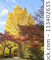 秋景：秋葉與金黃的銀杏樹 133402635