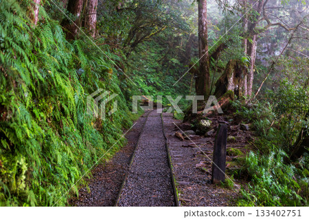霧氣瀰漫的宜蘭見晴古道與延伸的荒廢鐵軌 133402751