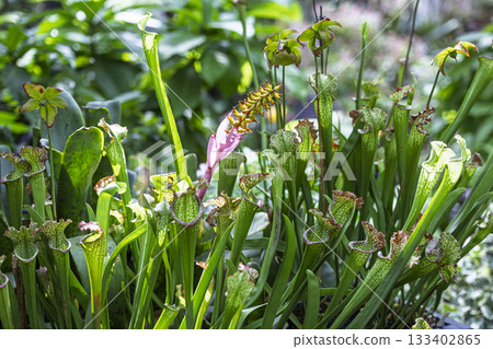 Sarracenia, a carnivorous plant growing in colonies Sarracenia, a carnivorous plant growing in colonies 133402865