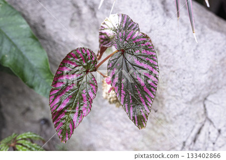 Native Begonia ornamental plant Native Begonia ornamental plant 133402866