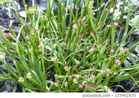 Sarracenia, a carnivorous plant growing in colonies Sarracenia, a carnivorous plant growing in colonies 133402870