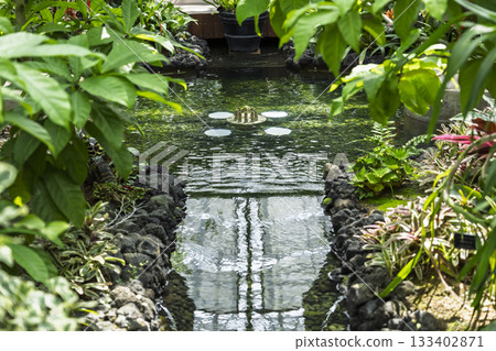 Botanical garden pond 133402871