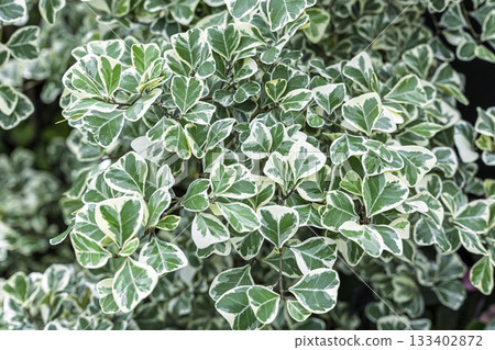 Beautiful variegated leaves Beautiful variegated leaves 133402872