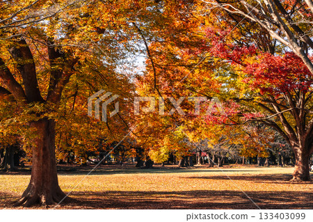 秋葉裝飾著代代木公園廣場（東京澀谷區） 133403099