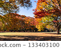 Autumn leaves decorating the plaza at Yoyogi Park (Shibuya Ward, Tokyo) 133403100