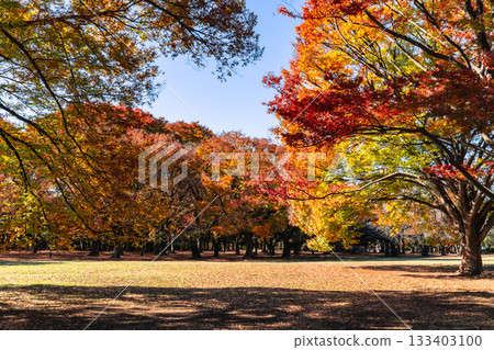 秋葉裝飾著代代木公園廣場（東京澀谷區） 133403100