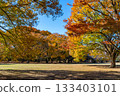 Autumn leaves decorating the plaza at Yoyogi Park (Shibuya Ward, Tokyo) 133403101
