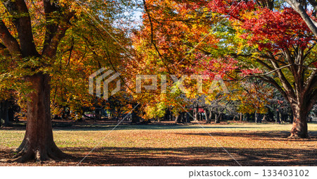 秋葉裝飾著代代木公園廣場（東京澀谷區） 133403102