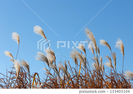 Susuki在藍天閃耀 133403104