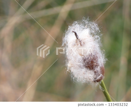 Autumn cattail ears Autumn cattail ears 133403232