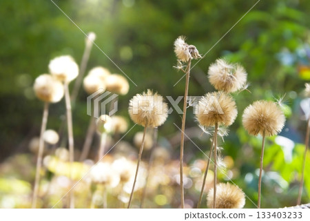Autumnal fluff of the Japanese quince 133403233