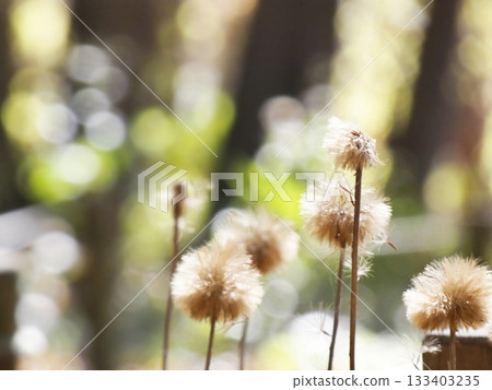 Autumn Senbonyari fluff 3 133403235