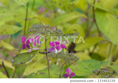 Autumn wildflowers: Lacewing hydrangea Autumn wildflowers: Lacewing hydrangea 133403239
