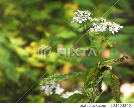 秋季野花:白紫露草(紫露草) 秋季野花:白紫露草(紫露草) 133403240